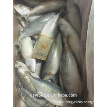 wholesale seafood frozen indian mackerel